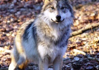 Historic release of Mexican wolves