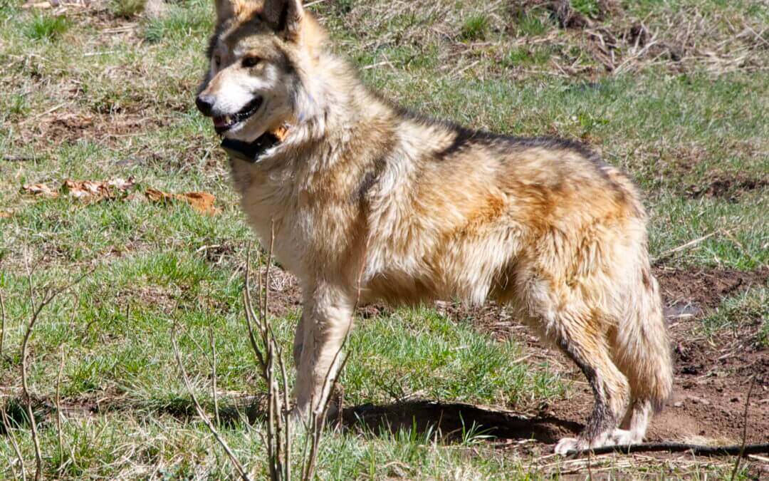 Historic cross-fostering involves wolves from here