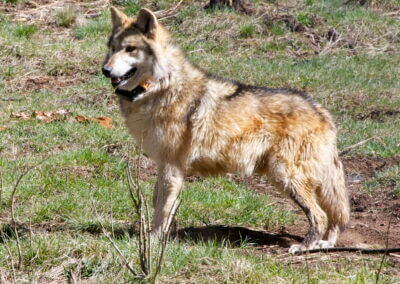 Historic cross-fostering involves wolves from here