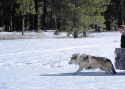Speaker Series audience gets an update on Mexican wolves