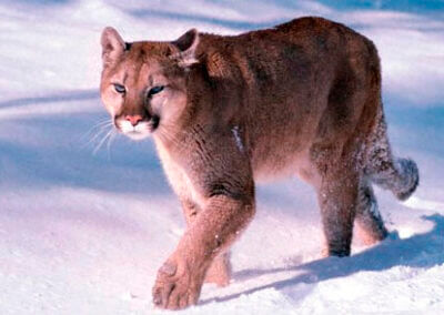 Speaker Series: Midwest cougar numbers rising