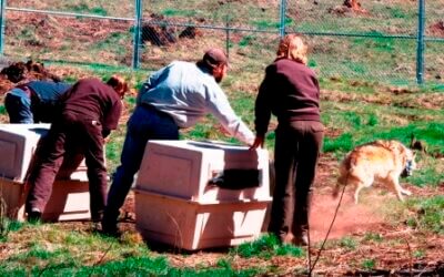 Press Release: Mexican wolf with ties here is killed