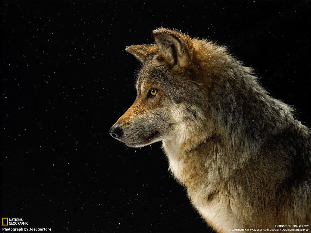 1National Geographic cover photo by Joel Sartore-Photo Arc