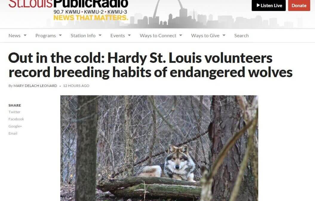 NPR story on our volunteers & breeding observations