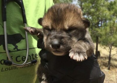 Historic cross-fostering involves 2 pups from Center