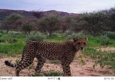 Livestock Guarding Dogs Protect Cheetahs & Wolves