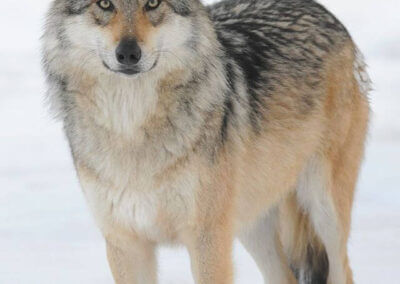 Recovery plan ordered for Mexican wolves