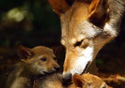 ‘Red Wolf Revival’ screening & discussion