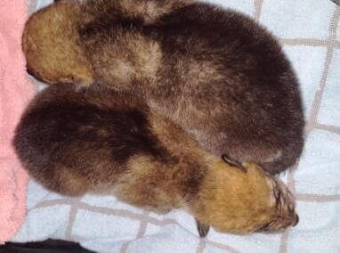 Cross-fostered pups surviving in the wild