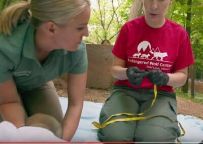 ‘Working to save wild canids’