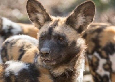 African painted dog talk highlights positives