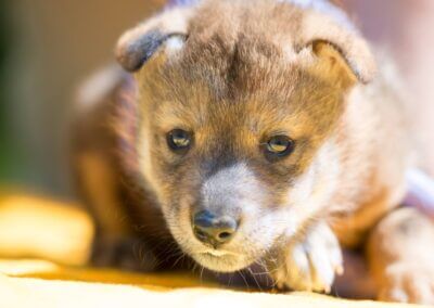 World’s first Mexican wolf pup born from artificially inseminated frozen/thawed semen