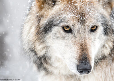 Celebrate International Lobo Week
