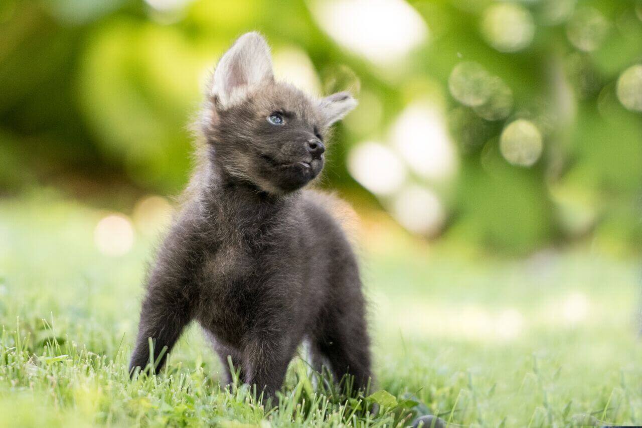 Lucky Cute