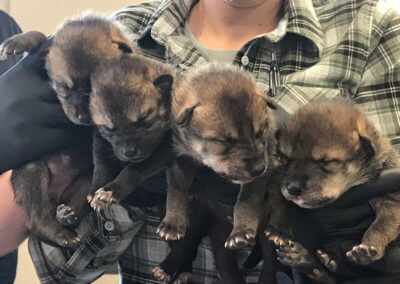 Four EWC wolf pups make cross-fostering history