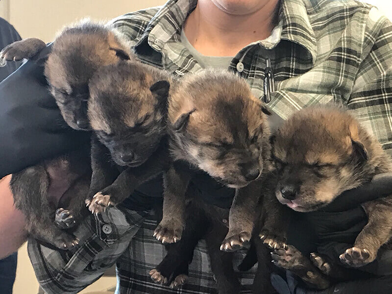 All four pups before release during vet check in the recovery are