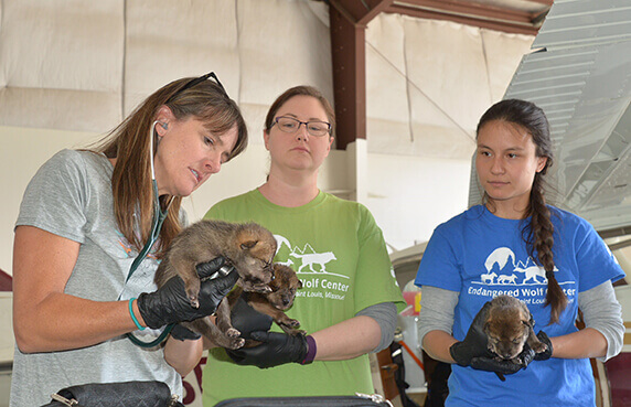 Cross foster wolf pup health check in Phoenix Airport by FWS vet Susan Dicks and EWC team.