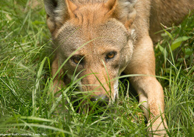 Your comments by July 30 are critical for Red Wolves