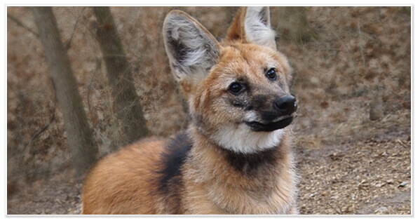 Adopt Maned Wolf Lucky