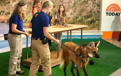 Lucky and Daisy on The Today Show