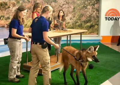 Lucky and Daisy on The Today Show