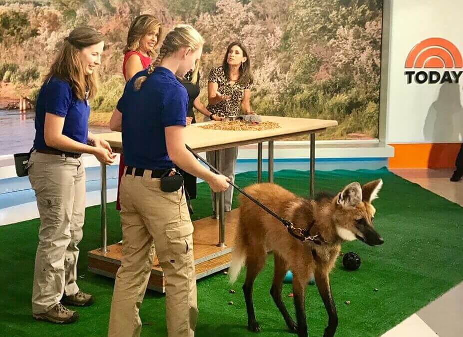Lucky and Daisy on The Today Show