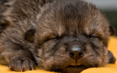 Four EWC wolf pups make cross-fostering history