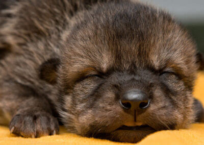 Four EWC wolf pups make cross-fostering history