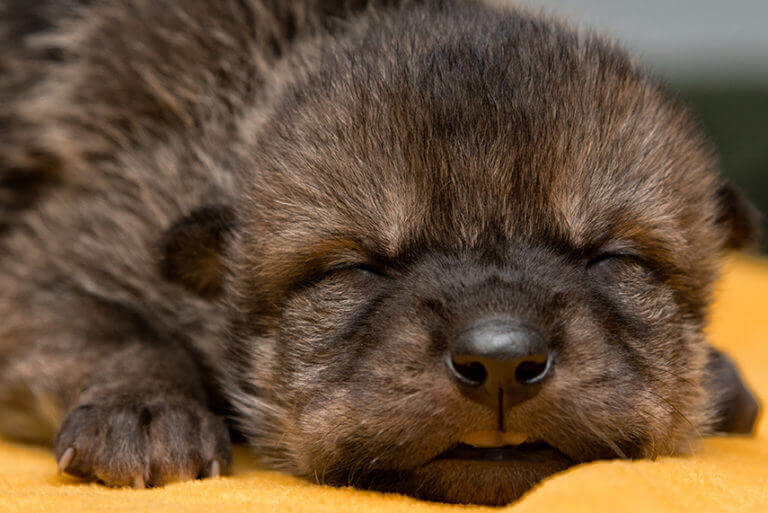 Mexican wolf pups during health exam before flight
