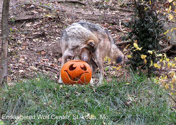 Anna with Pumpkin