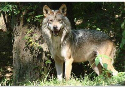 Photography with the Wolves