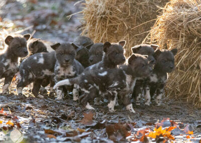 Puppy Love: Second litter + second $50,000 match!
