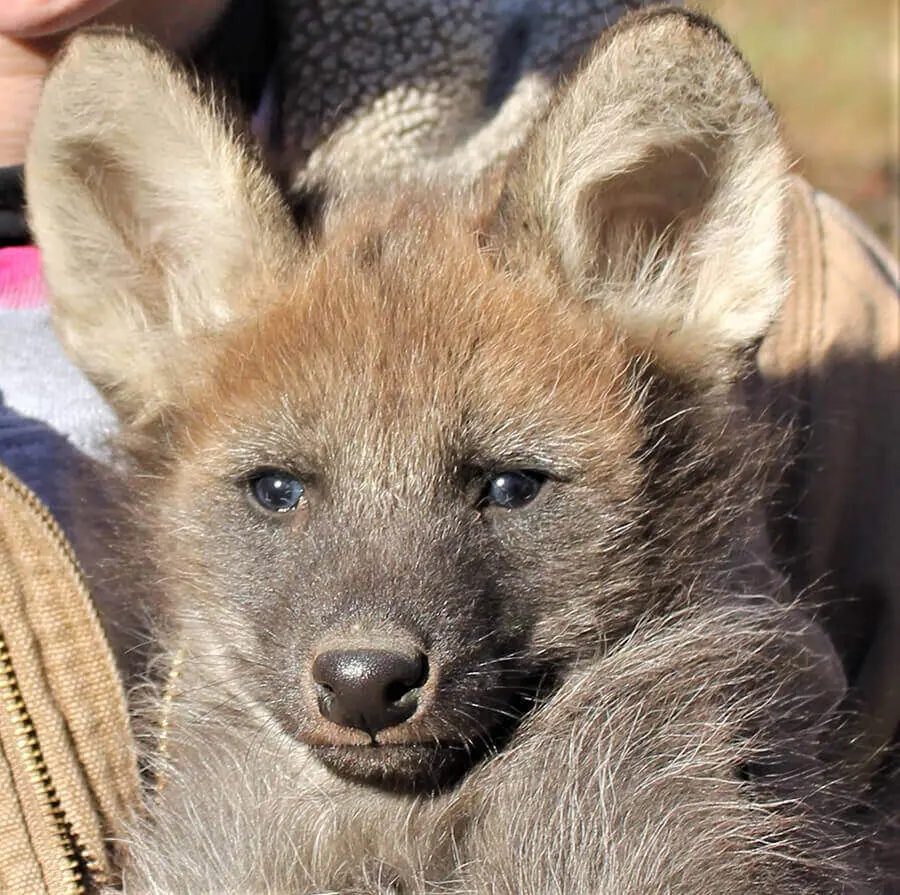 Maned Wolf Pups Add to our 2018 Puppy Boom - Endangered Wolf Center