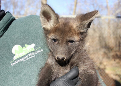 Maned Wolf Pups Add to our 2018 Puppy Boom