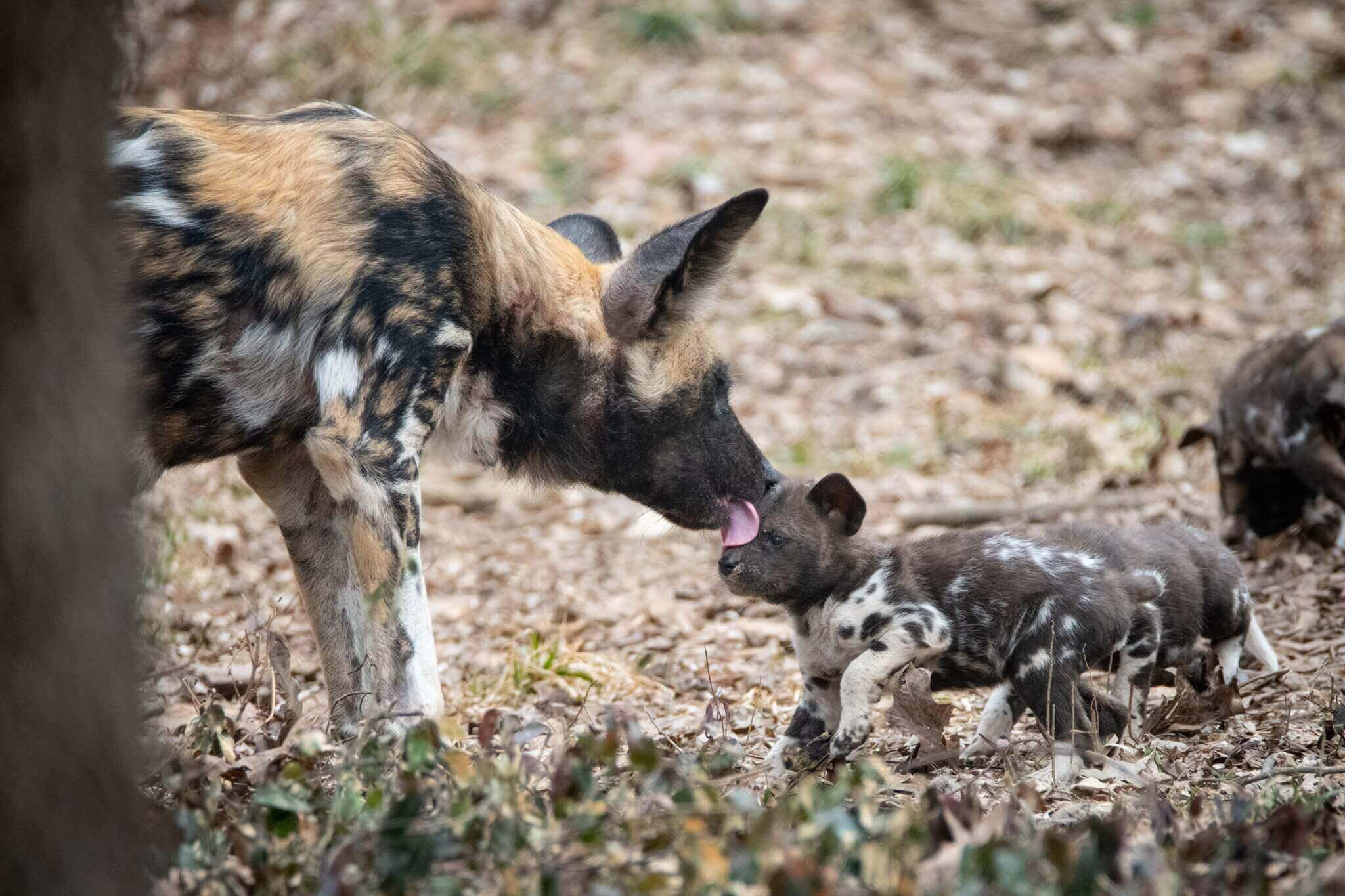 Painted Dogs Speaker Series