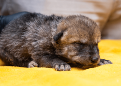 Mexican Wolf Pups Fly to Their New Forever Homes!