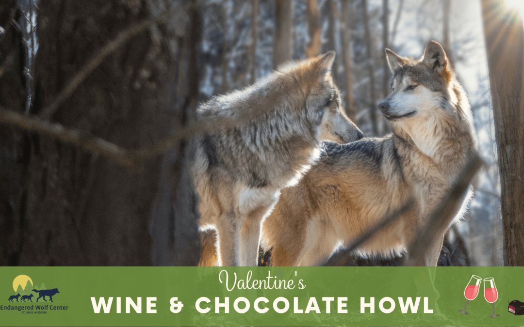 Valentine’s Wine & Chocolate Howl