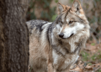 Wolf Pups Fostered to the Wild Despite Pandemic