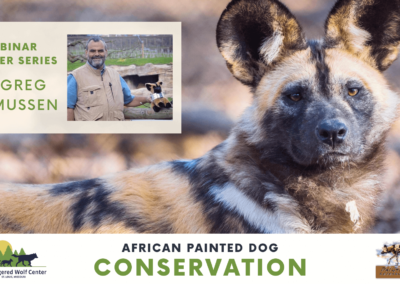 Webinar Speaker Series: African Painted Dog Conservation with Dr. Greg Rasmussen