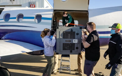 Historic Release of American Red Wolves to the Wild