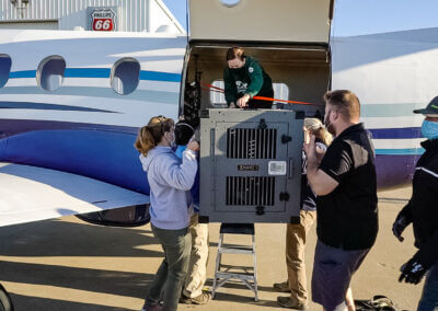 Historic Release of American Red Wolves to the Wild