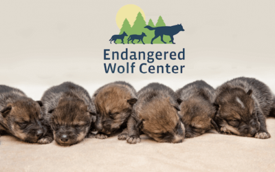 EWC Fosters 11 Mexican Wolf Pups to the Wild