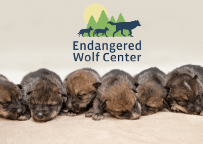 EWC Fosters 11 Mexican Wolf Pups to the Wild