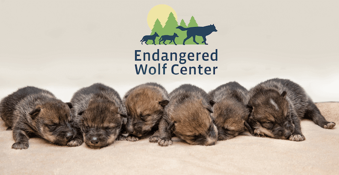 EWC Fosters 11 Mexican Wolf Pups to the Wild