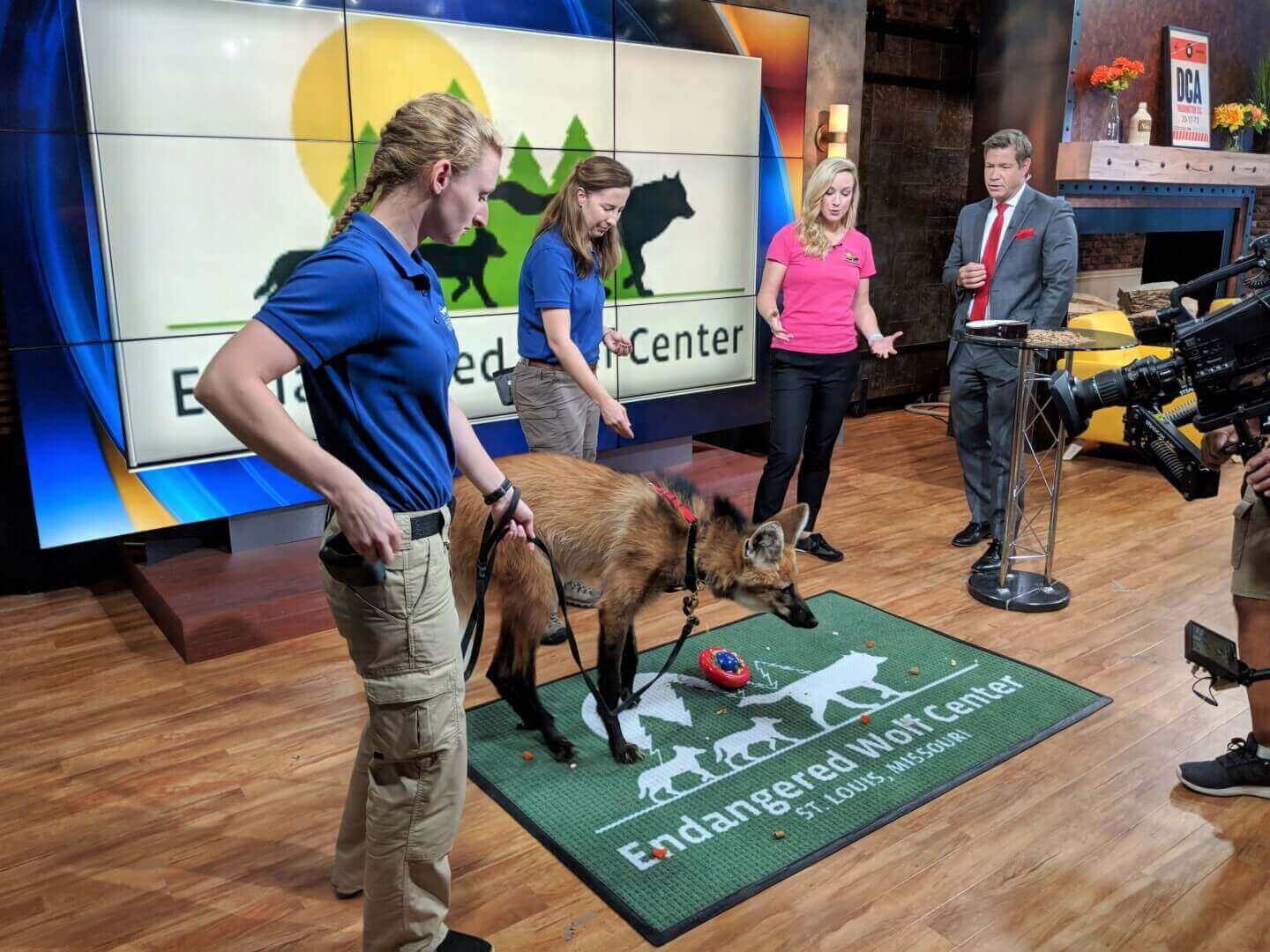 Two animal keepers and Virginia Busch present on a morning talk show with ambassador animal, Lucky the maned wolf.