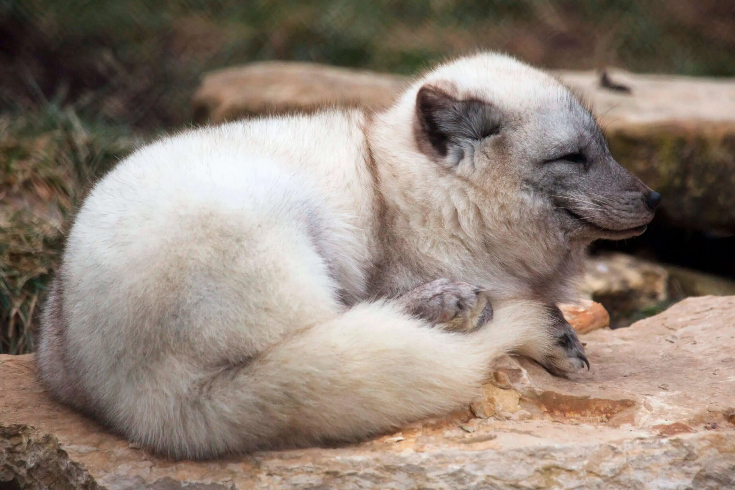 Arctic Fox - Endangered Wolf Center