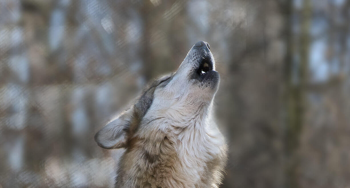 Blog - Endangered Wolf Center