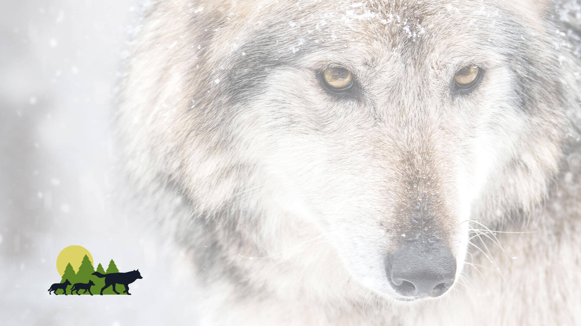 Maned Wolves - Endangered Wolf Center