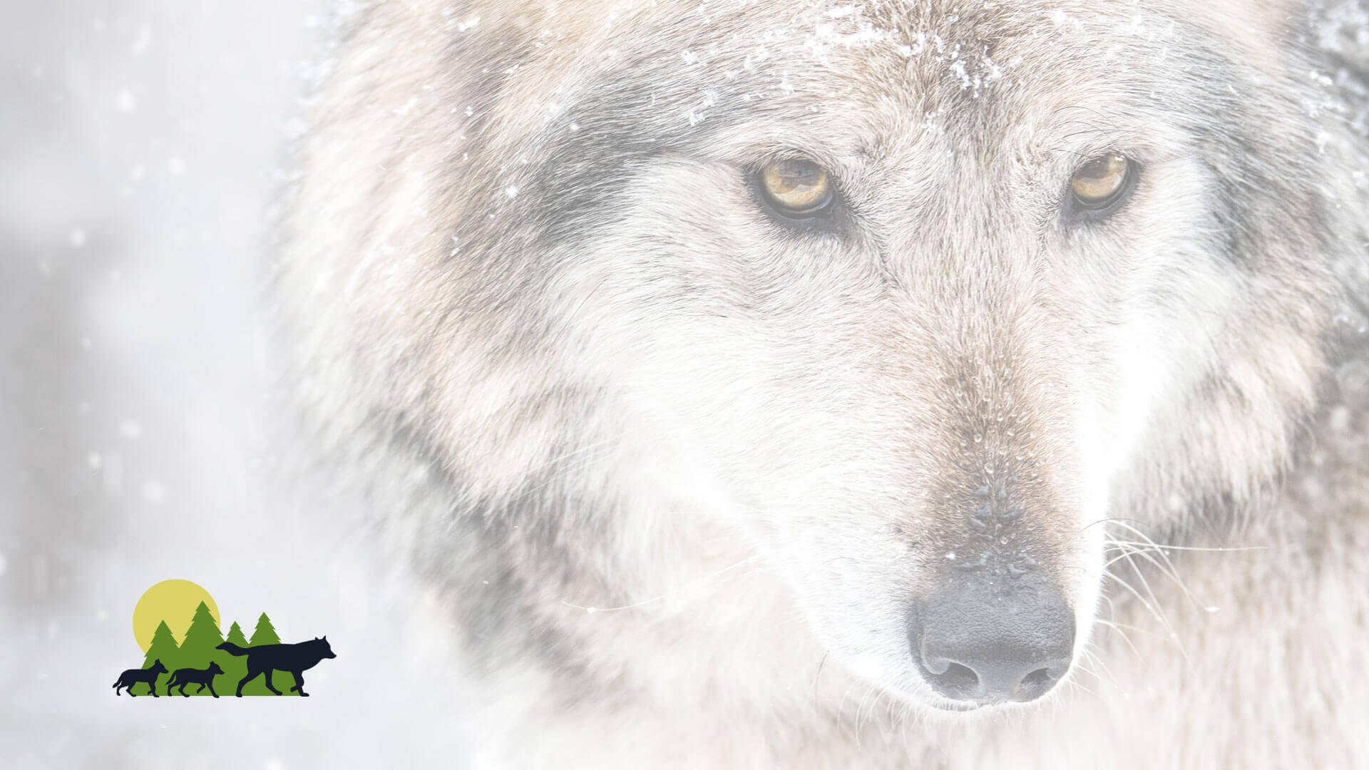 www.endangeredwolfcenter.org