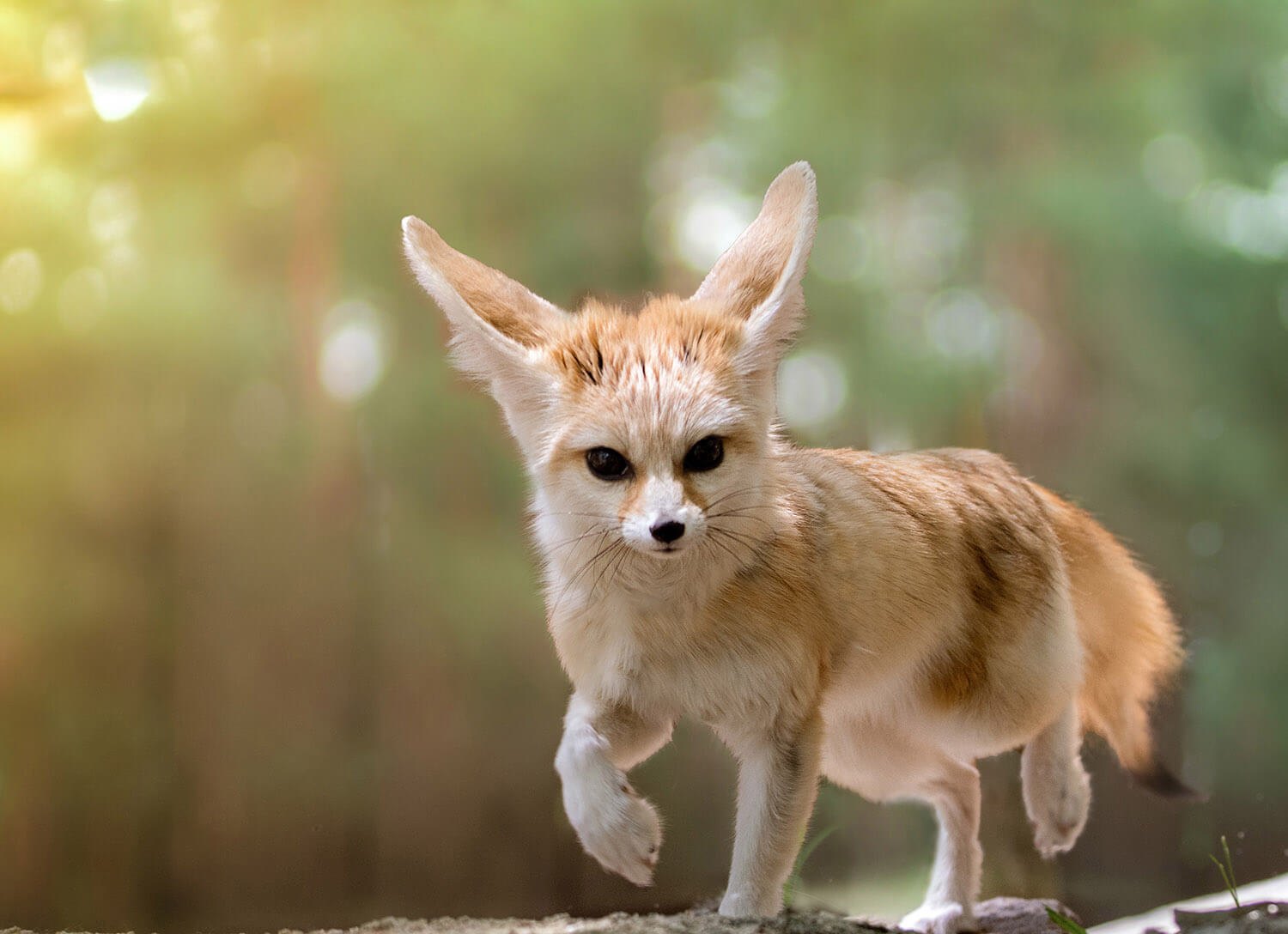 Fennec Foxes Jager & Daisy's Fox Family Endangered Wolf Center Endangered Wolf Center